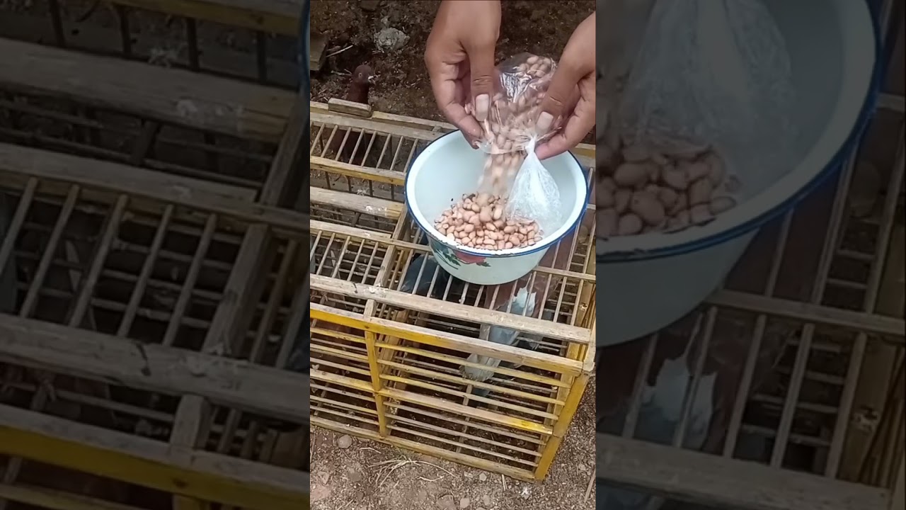 menambahkan energi & stamina 2xlipat untuk merpati kolong  #shorts #shortvideo #shortsvideo