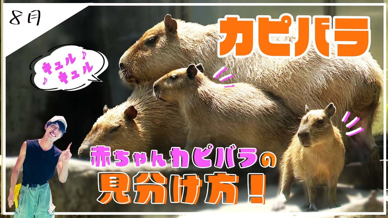 【宇都宮動物園】癒しの最上級　夏を楽しむカピバラ親子に密着！