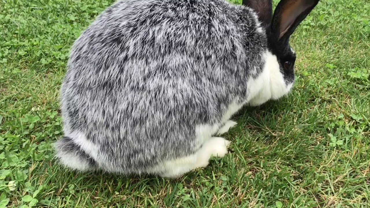Hoppelstunde / die Nins im Garten 🥳💗 l #fabelhaftetierwelt