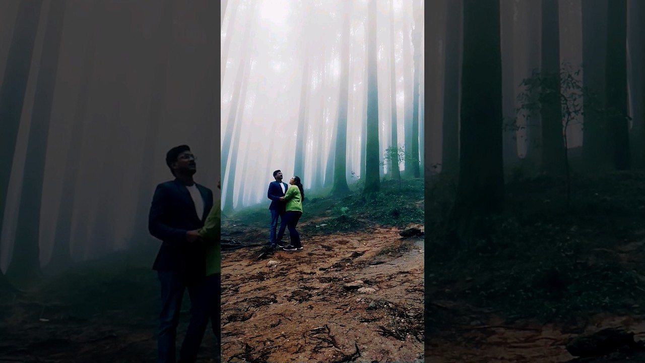 Darjeeling Tour / Pine Forest 