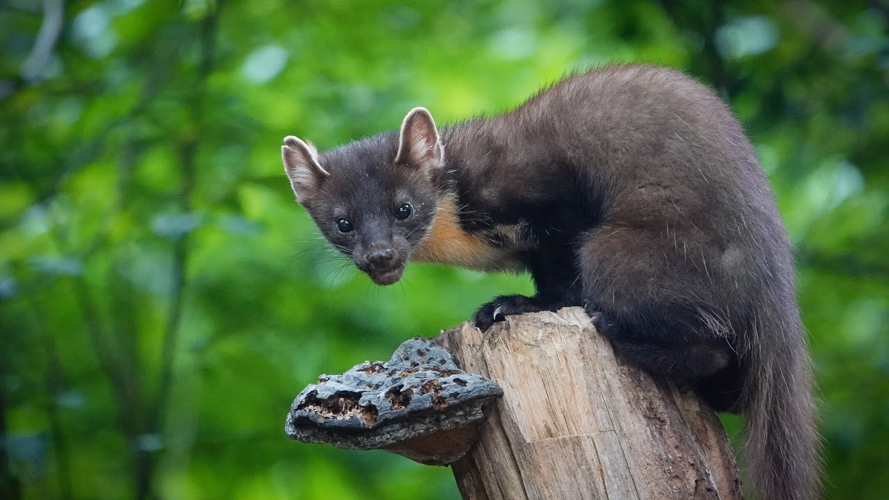 De Nachthut met oa de boommarter