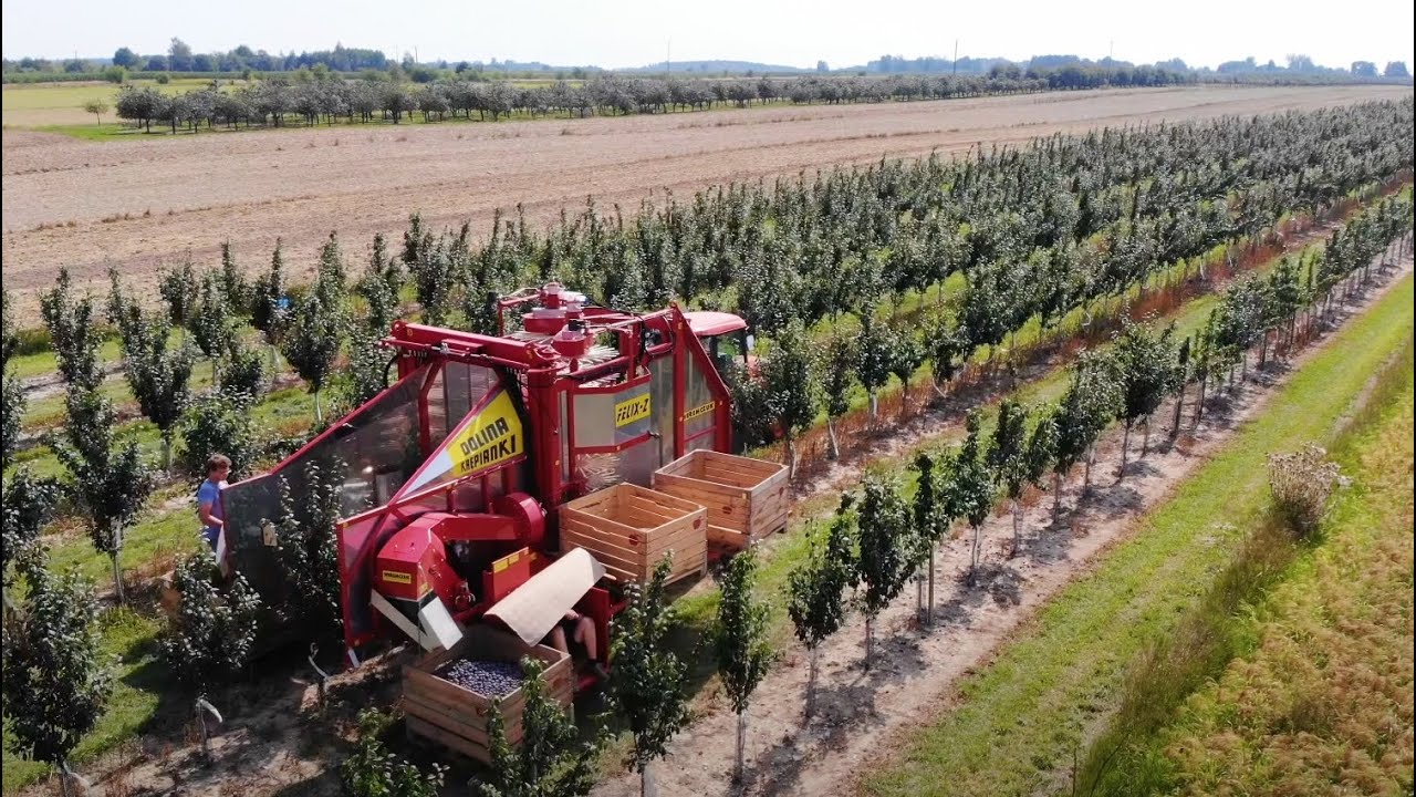Zbiór mechaniczny śliwek kombajnem Felix w Gospodarstwie Sadowniczym Dolina Krępianki