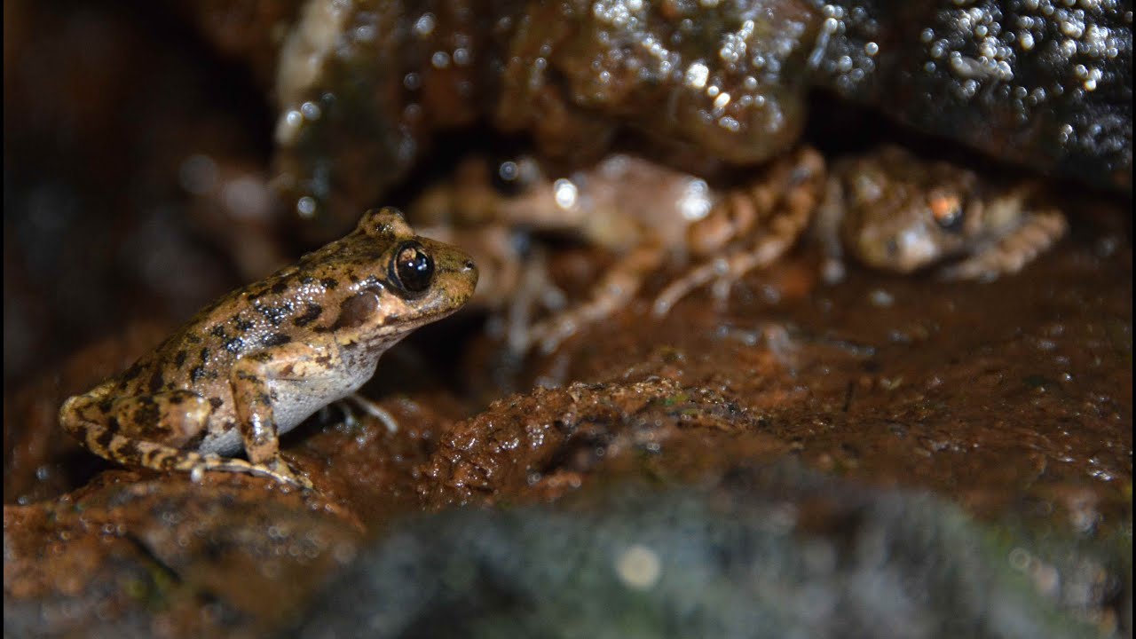 Přežili rok 2000 - Ropuška baleárská