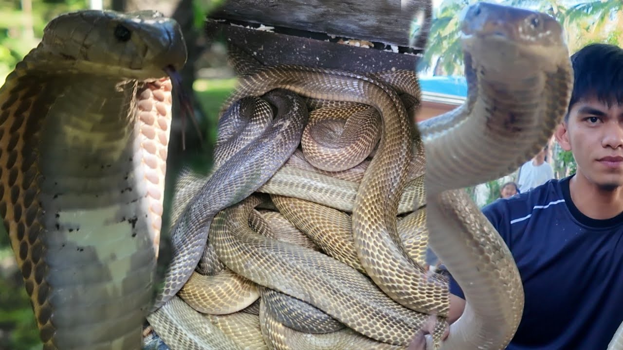 PINAT*Y NA ANG IBA DAHIL SA DAMI NG COBRA
