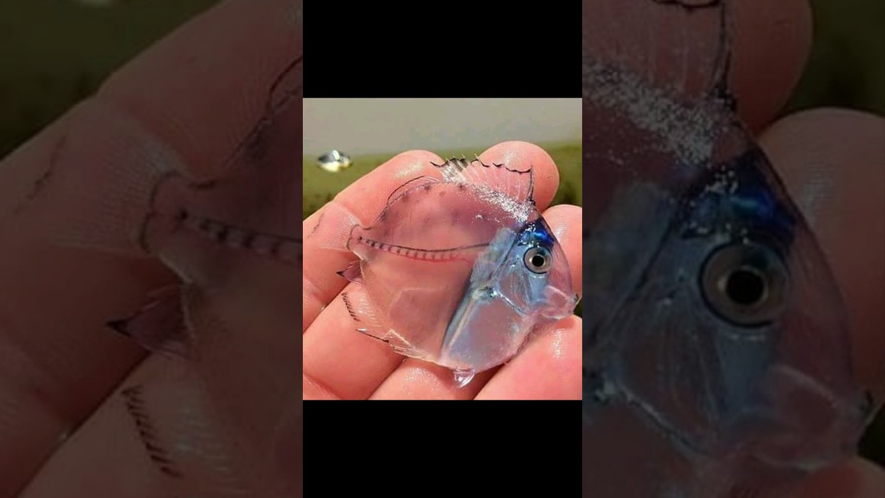 Glassy juvenile surgeonfish to colorful adult #shorts #shortsfeed #viral #facts #fish  #surgeonfish