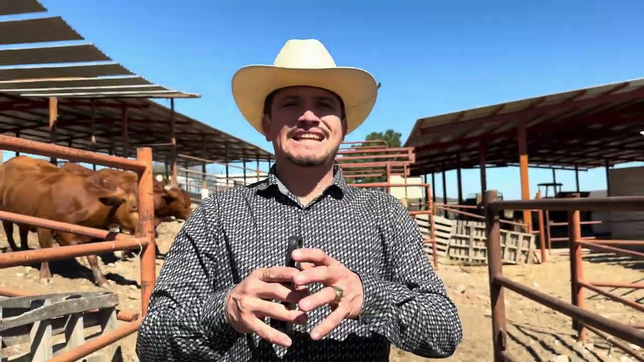 COMPRANDO UN LOTE DE 22 VACAS BEEFMASTER