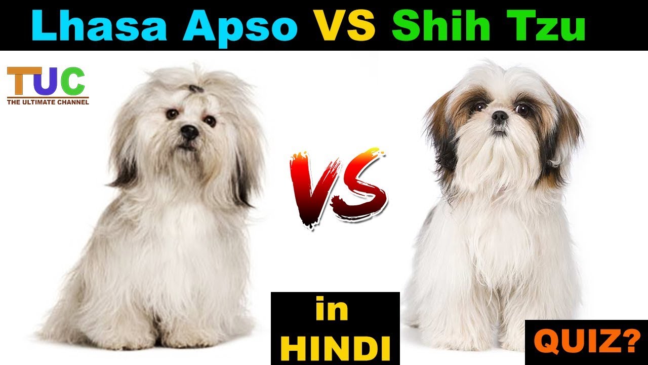 Lhasa Apso VS Shih Tzu In Hindi : Dog vs Dog : TUC : The Ultimate Channel