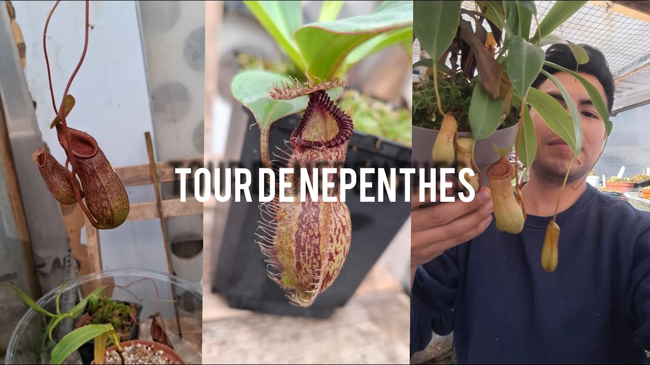 Mi colección de Nepenthes Highland e Intermedias🌳