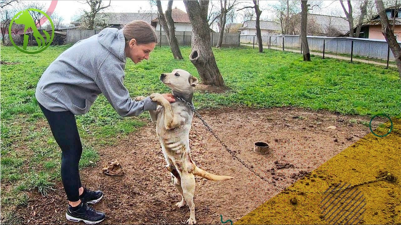 Chained Up And Abandoned Pit Bull Grabs Rescuers Hand With His Paws and Begs For Help