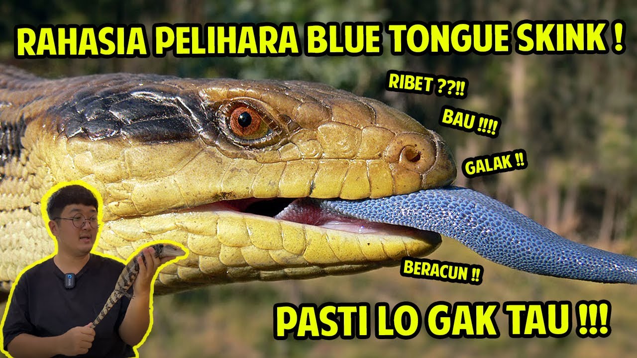 RAHASIA BLUE TONGUE SKINK !! PASTI KAMU GAK TAU ??!!