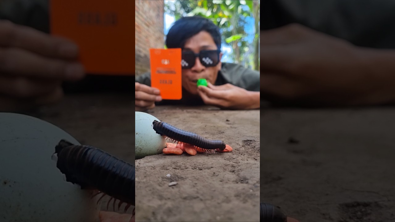 Red card 🟥 The offense for a millipede for coming out of the egg #millipede #shorts