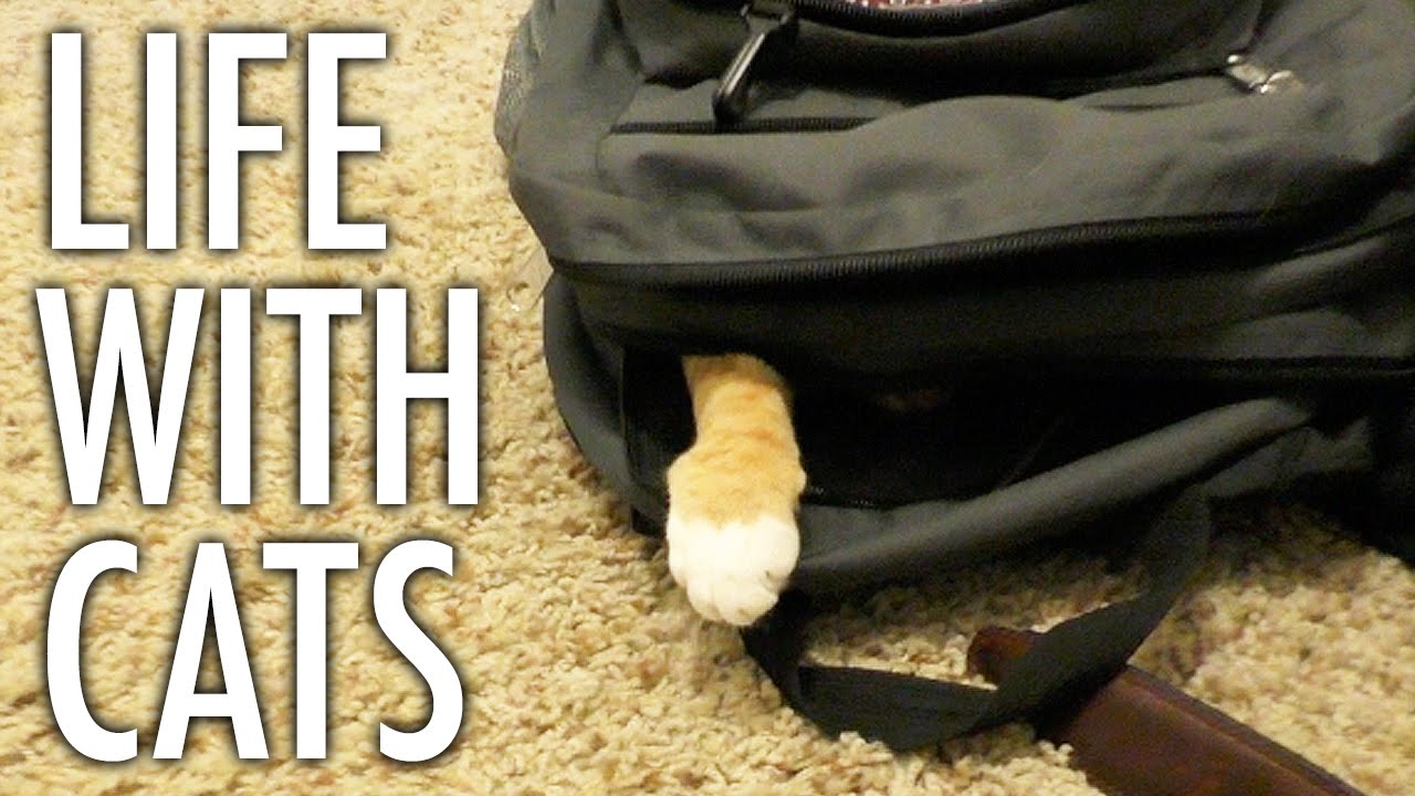 Life With Cats - Funny Compilation