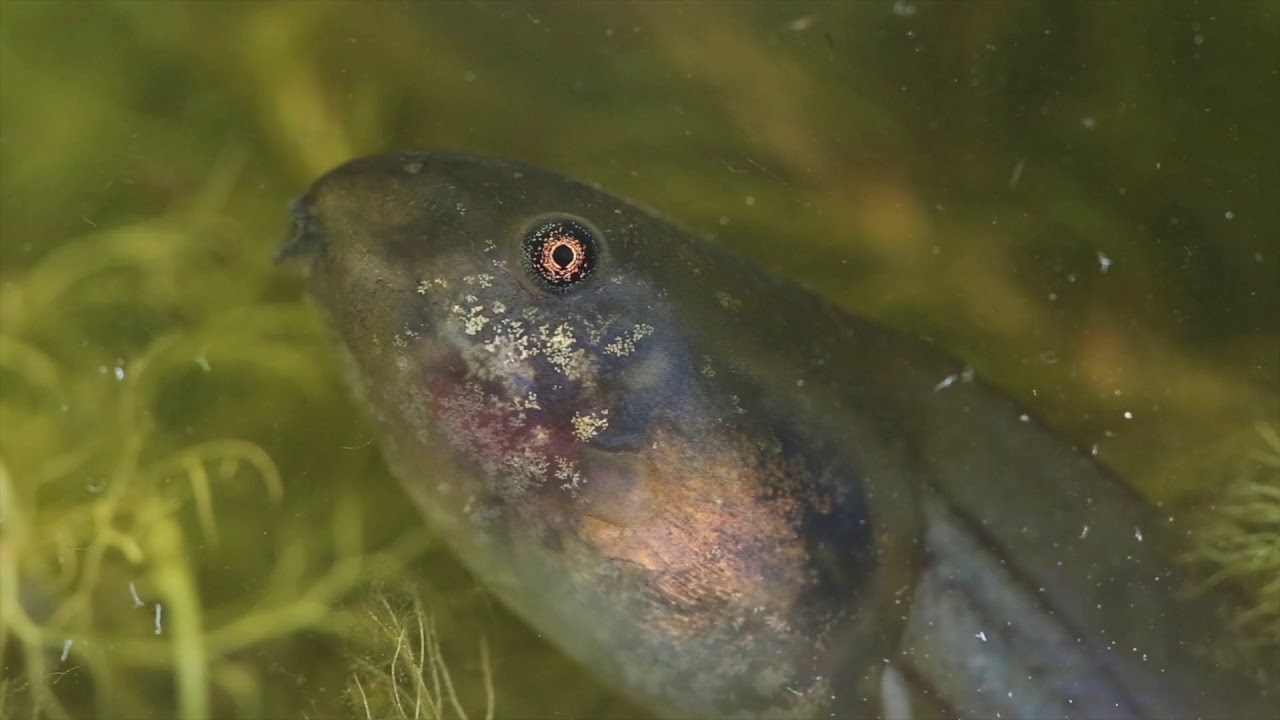 Professione Natura: Pelobates fuscus
