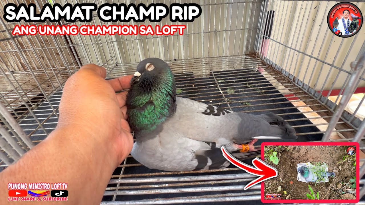 EP1149 DITO NAG SIMULA KUNG BAKIT CHAMPION TAYO SA NUEVA ECIJA!