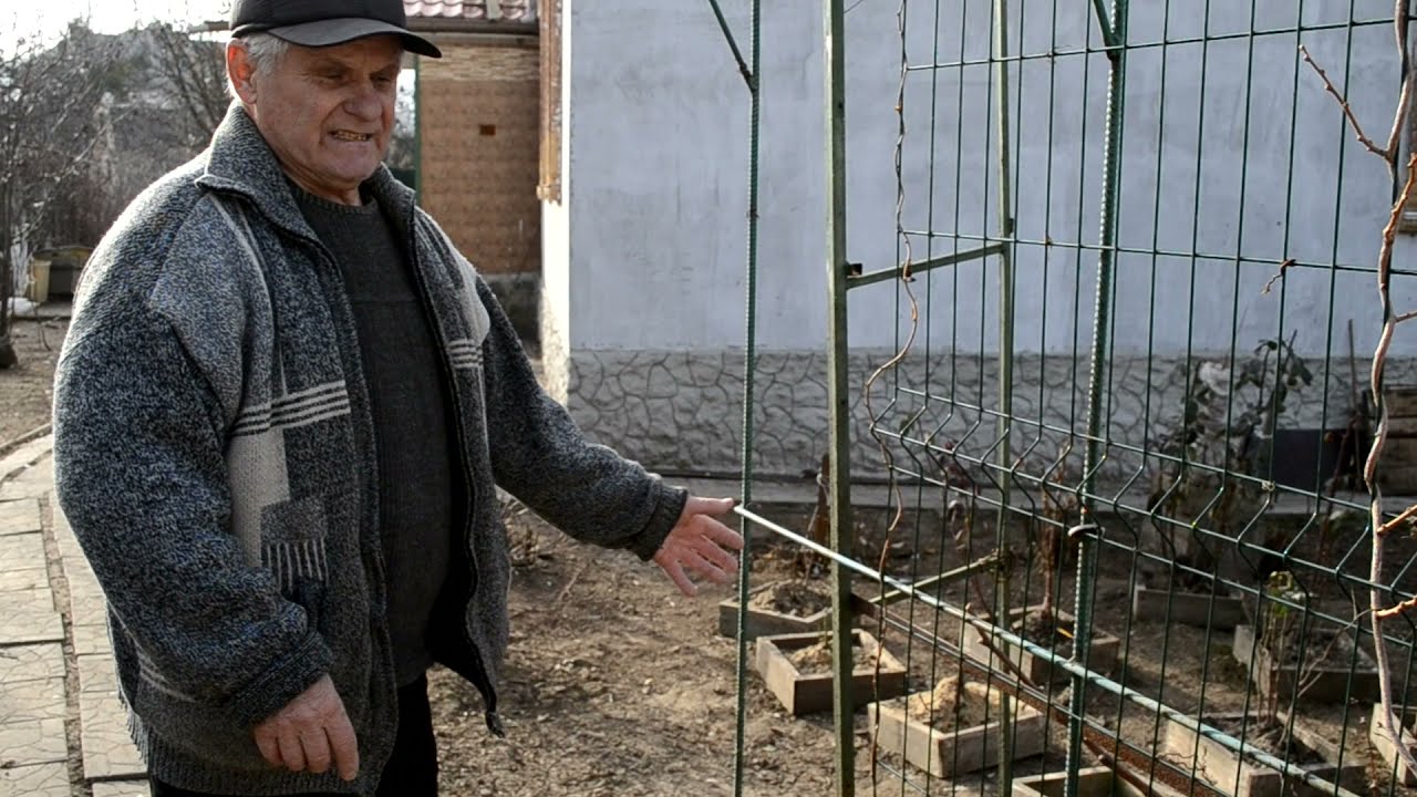 АКТИНИДИЯ: Спасаем актинидию от зимне-весеннего вымокания