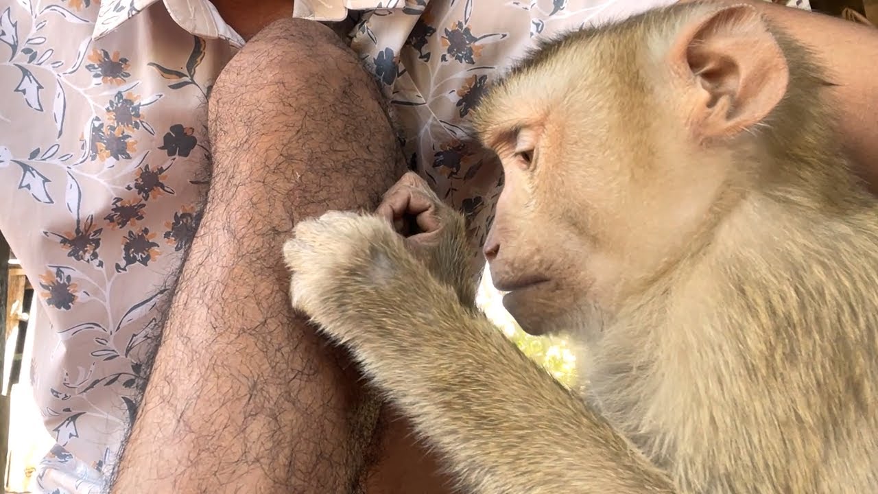 Obedient Zueii Monkey Concentrating Hard Grooming Massage My Legs
