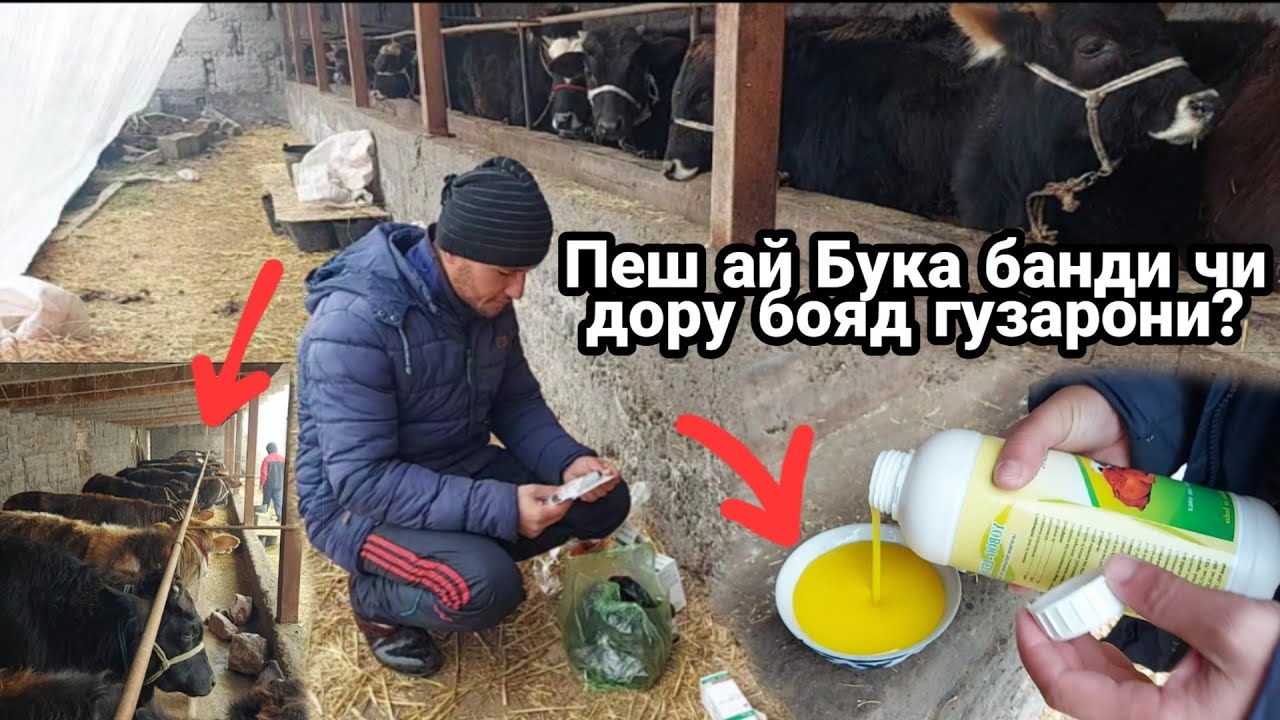 Букачоро пеш ай бастан чи бояд кард ? Букачаи майда ё калон дар Точикистон,  23 января 2023 г.