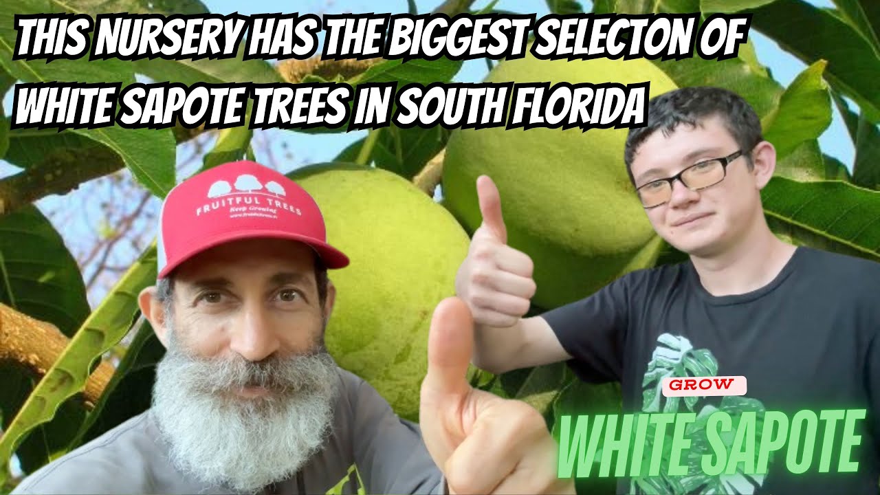 If you are looking for a white sapote tree in South Florida you must visit this nursery