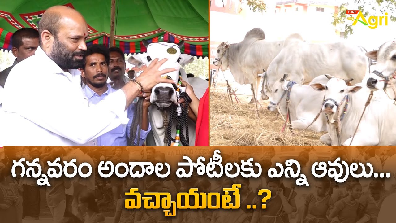 Sankranthi Celebrations in Gannavaram | MLA Yarlagadda | గన్నవరం అందాల పోటీలకు ఎన్ని..? Tone Agri
