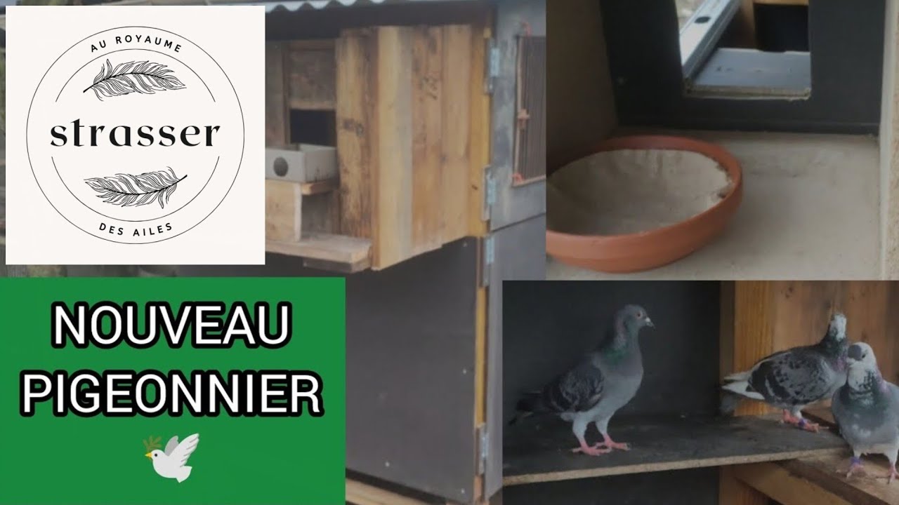 Je construis un nouveau pigeonnier 🕊️ | Mes pigeons voyageurs découvrent leur maison