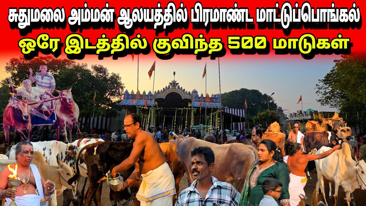 🛑யாழில் பிரமாண்ட மாட்டுப்பொங்கல் | ஒரே இடத்தில் குவிந்த 500 க்கு மேற்பட்ட மாடுகள் #cowfestival