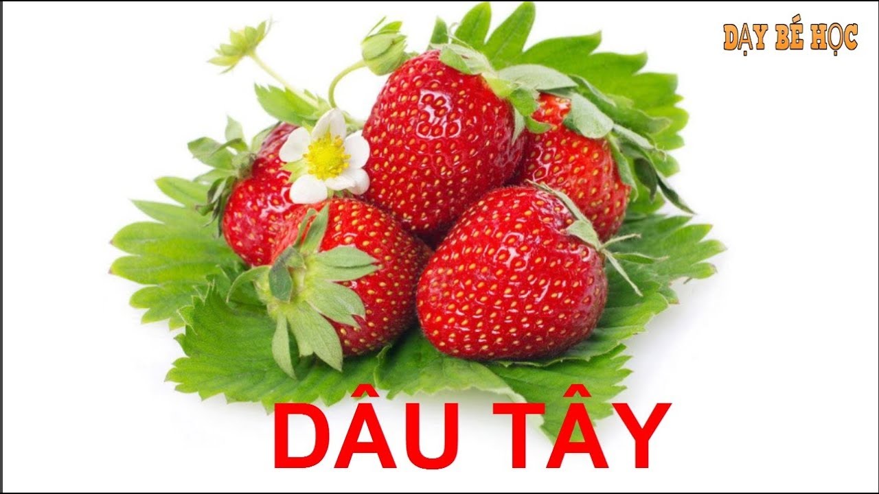 Dạy b&eacute; học c&aacute;c loại quả | B&eacute; nhận biết c&aacute;c loại quả quen thuộc nhanh nhất | B&agrave;i 257