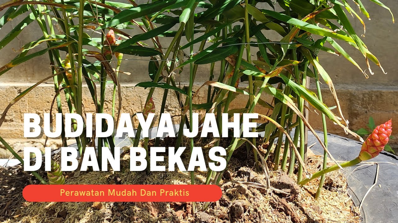Cara Budidaya Jahe Di Ban Bekas Mudah Dan Praktis