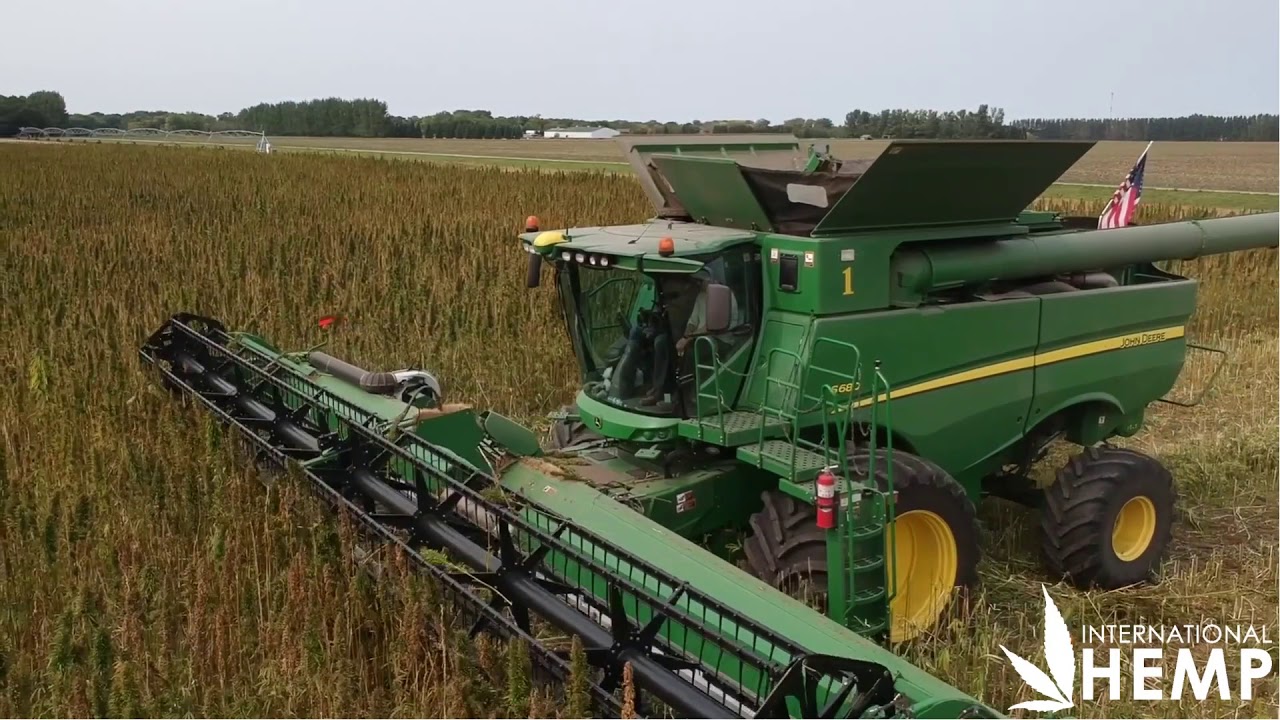 Industrial Hemp Harvest for Grain