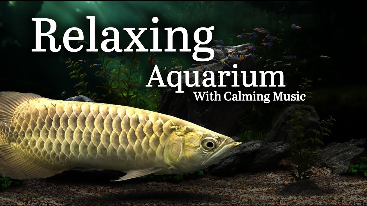 Dream Aquarium COOL Fish Swimming