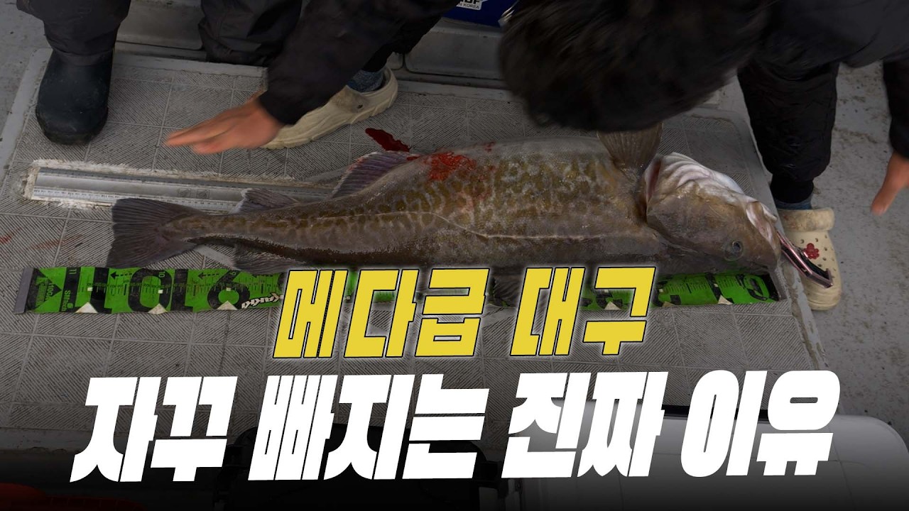 메다급 대구일수록 잘 빠진다??? 당신이 히트한 대구가 잘 빠지는 진짜 이유!