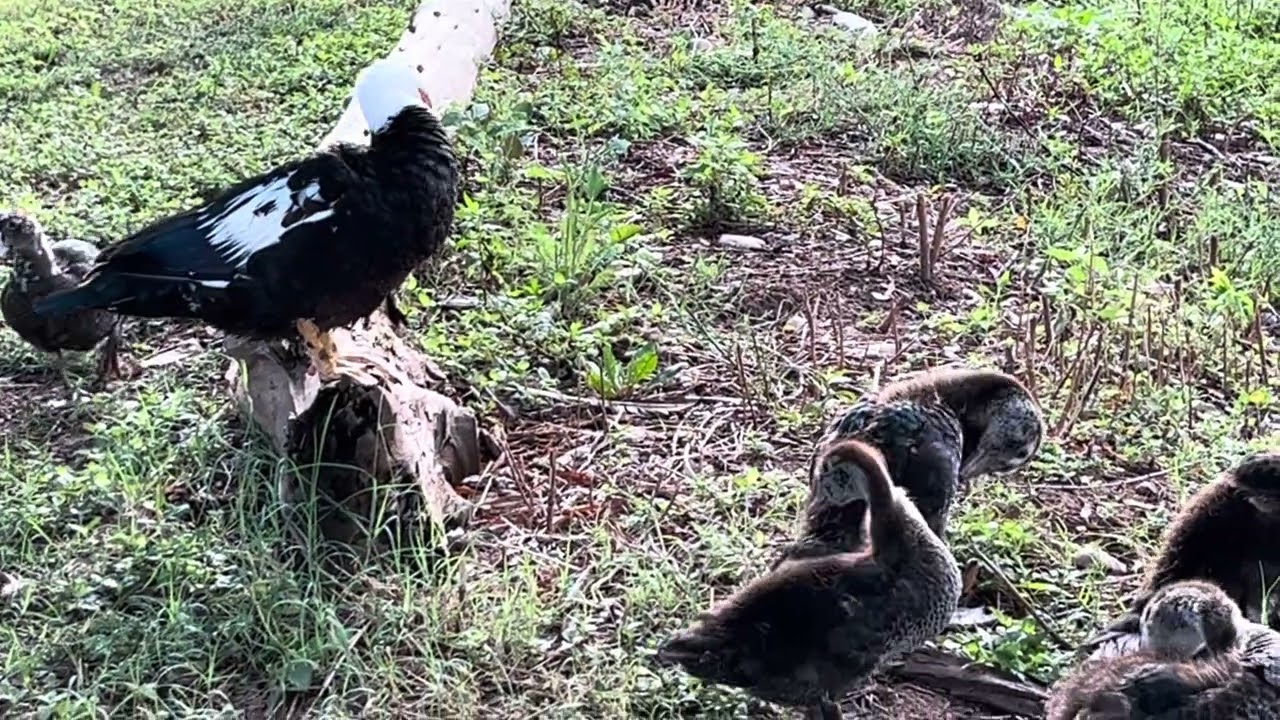 Swimming Muscovy Ducks #1