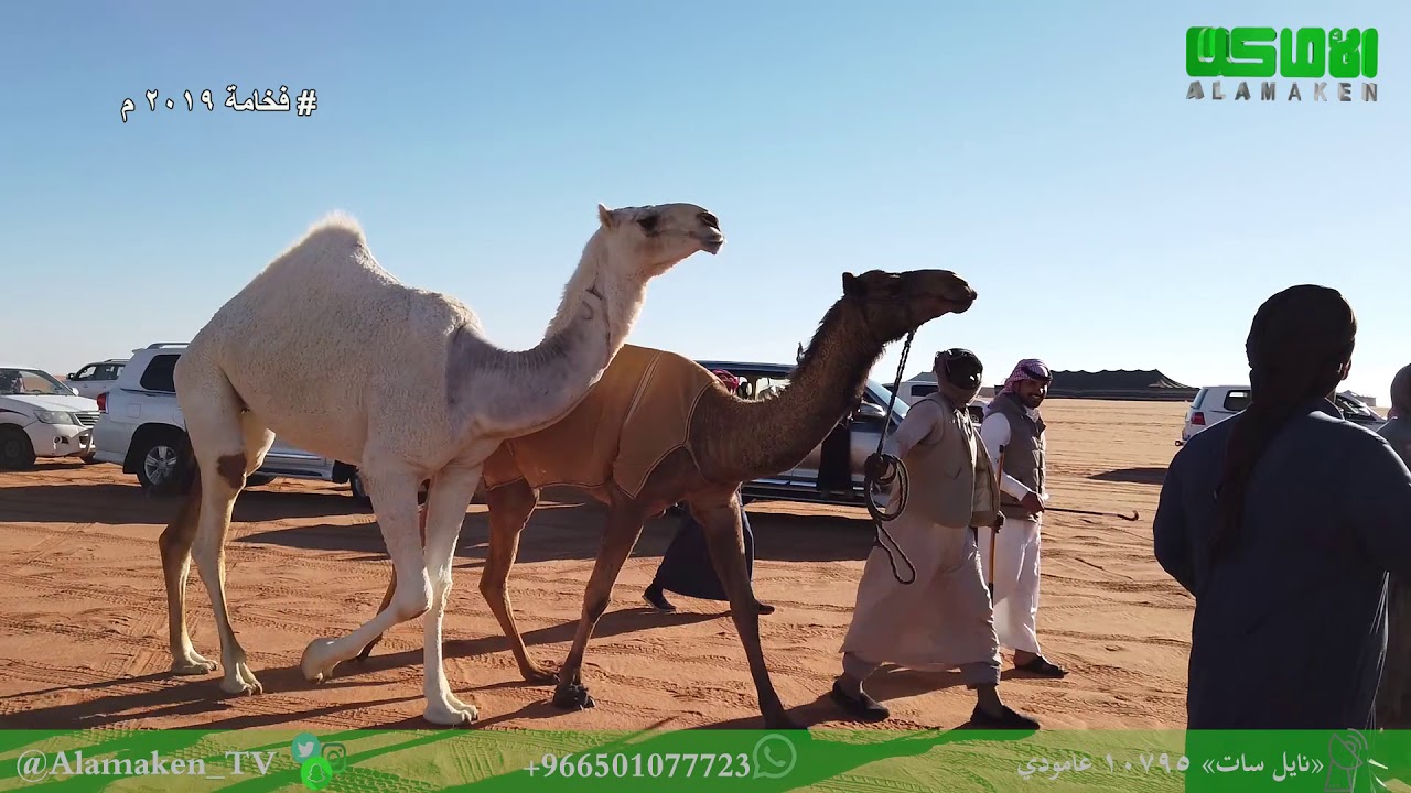 فرديات  رافدان بن محمد الزمامي للمراجعة