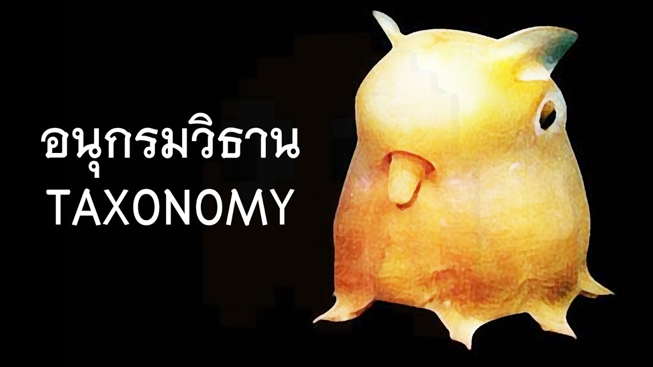「Taxonomy อนุกรมวิธาน」บทที่หนึ่งคือ Lesson one เข้าใจ๋ พวกๆนักเรียนหัวไวแสดงว่า ครูสอนดี