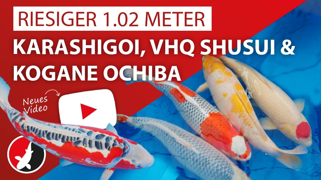 Riesiger 1.02 Meter Karashigoi, VHQ Shusui & Kogane Ochiba - Top Japankoi Selektion bei Marusei!