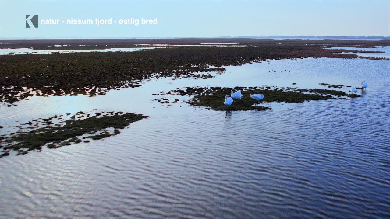 Nissum Fjord: Vestjyllands Vandveje og Vildskab
