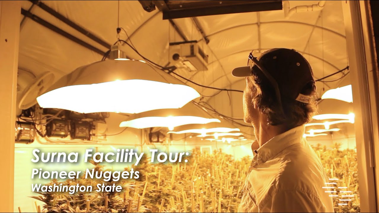 Pioneer Nuggets - Cannabis Cultivation Facility Tour - Washington State