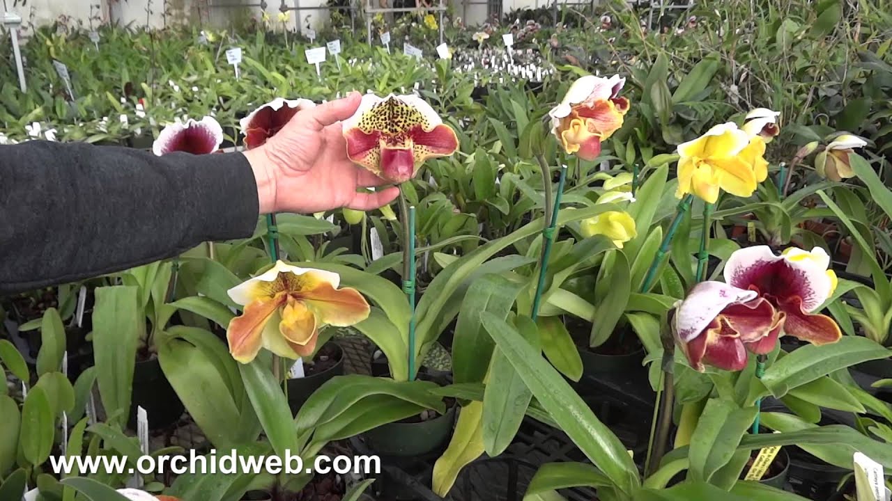 OrchidWeb - Complex Paphipedilum hybrids