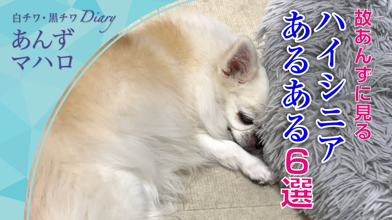 【共感】シニアの可愛さをすべての方へ