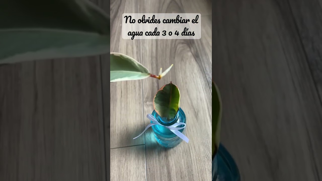 Reproducción esqueje de ficus elástica 🪴☺️ 