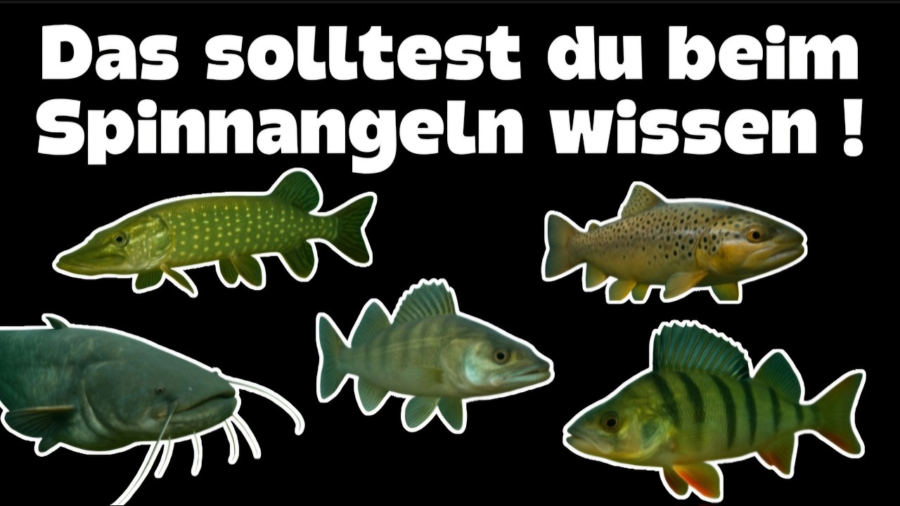 Spinnangeln &Uuml;berblick - Das musst du beachten um erfolgreich zu sein !