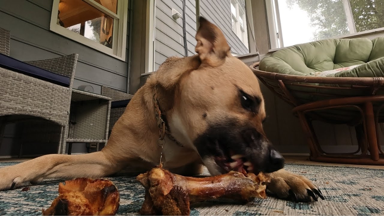 DOG TV SHEPHERD LOUD PORK BONE ASMR