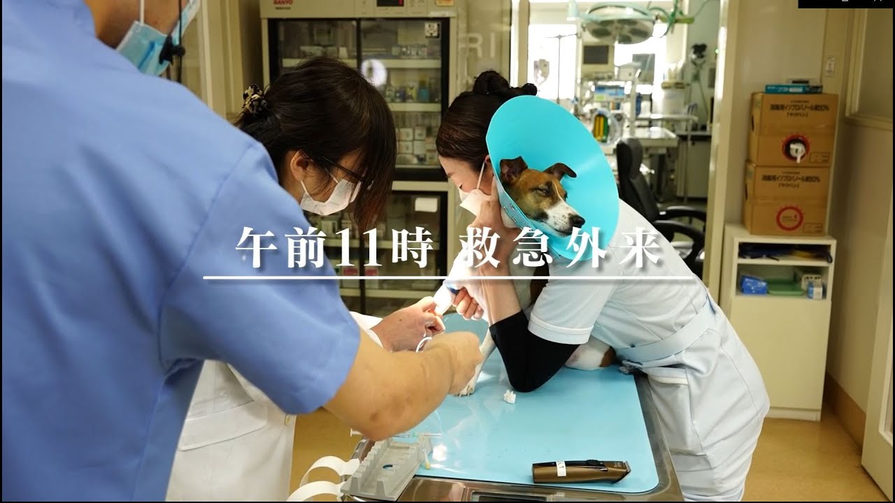 動物病院の正月 小さな命と向き合って　EnglishSubtitle　Cover　Story　Veterinary clinic on the new year day　　22年1月13日OA
