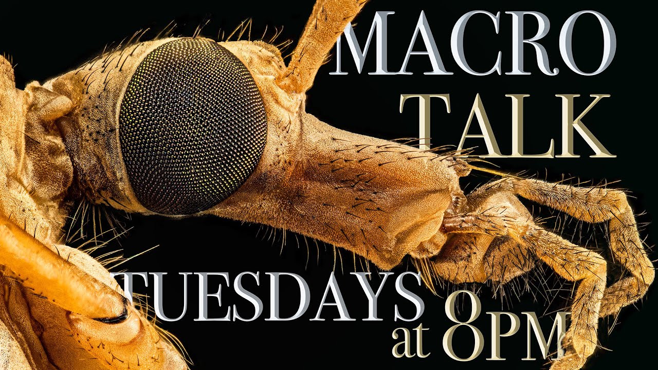 Insects in flight Pt. 1 - Macro Talk #43- from Allan Walls Photography, MAY 16, 2023
