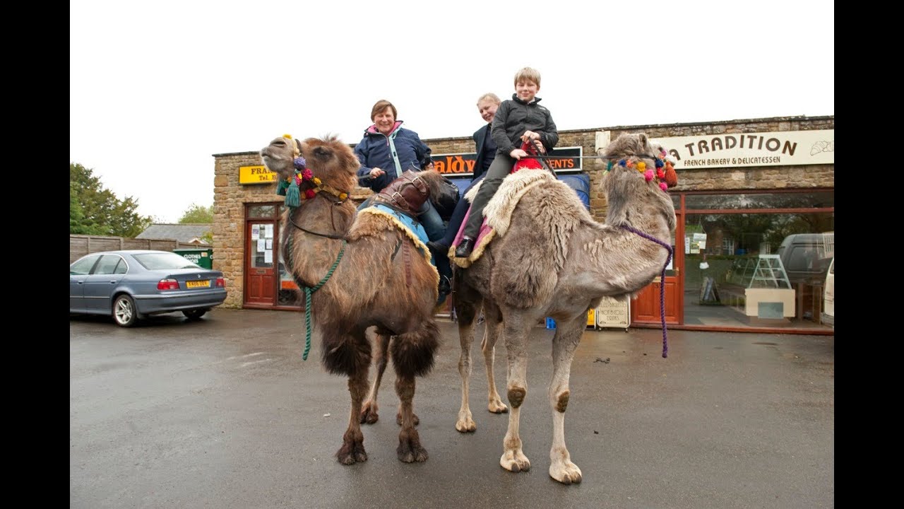 Who Needs A Car When You Have Pet Camels!