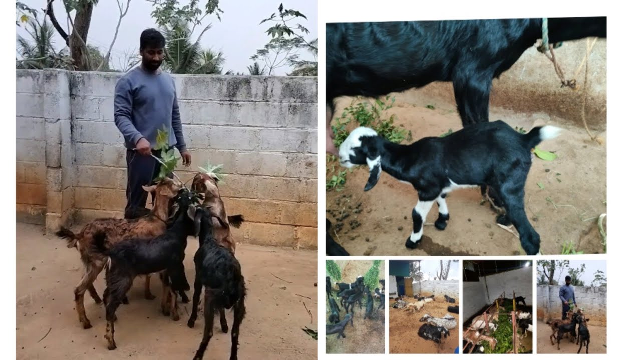 ಕೃಷಿ ಜೊತೆ ಕುರಿ ಮತ್ತು ಮೇಕೆ ಸಾಕಾಣಿಕೆ(sheep and goat farming) low budget shed