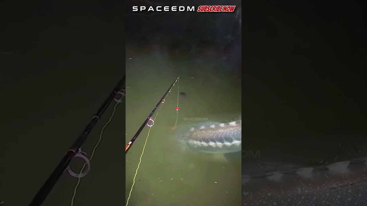 AMAZING! FISHING FOR BIG CATFISH AT NIGHT 