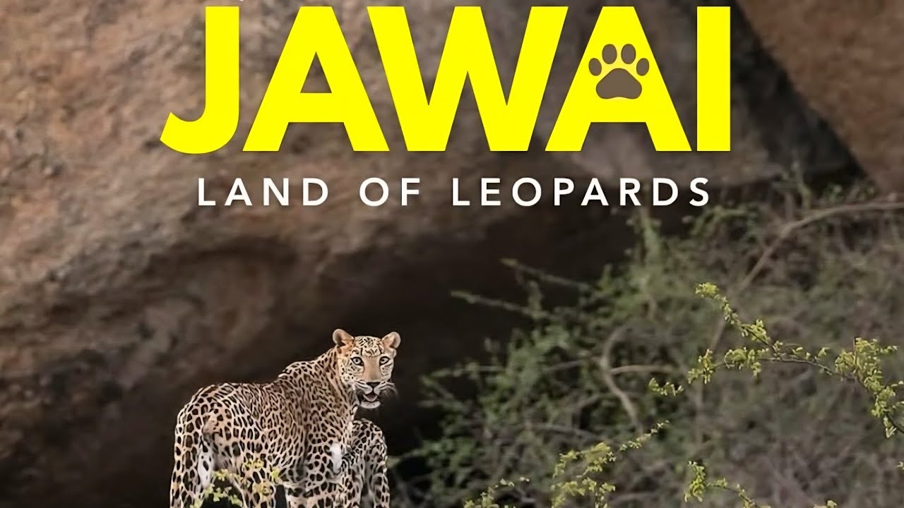 Jawai Dam Leopard Safari #unexplored #underrated #jawaibandh 