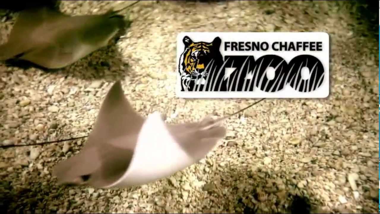 Fresno Chaffee Zoo Sting Ray Exhibit