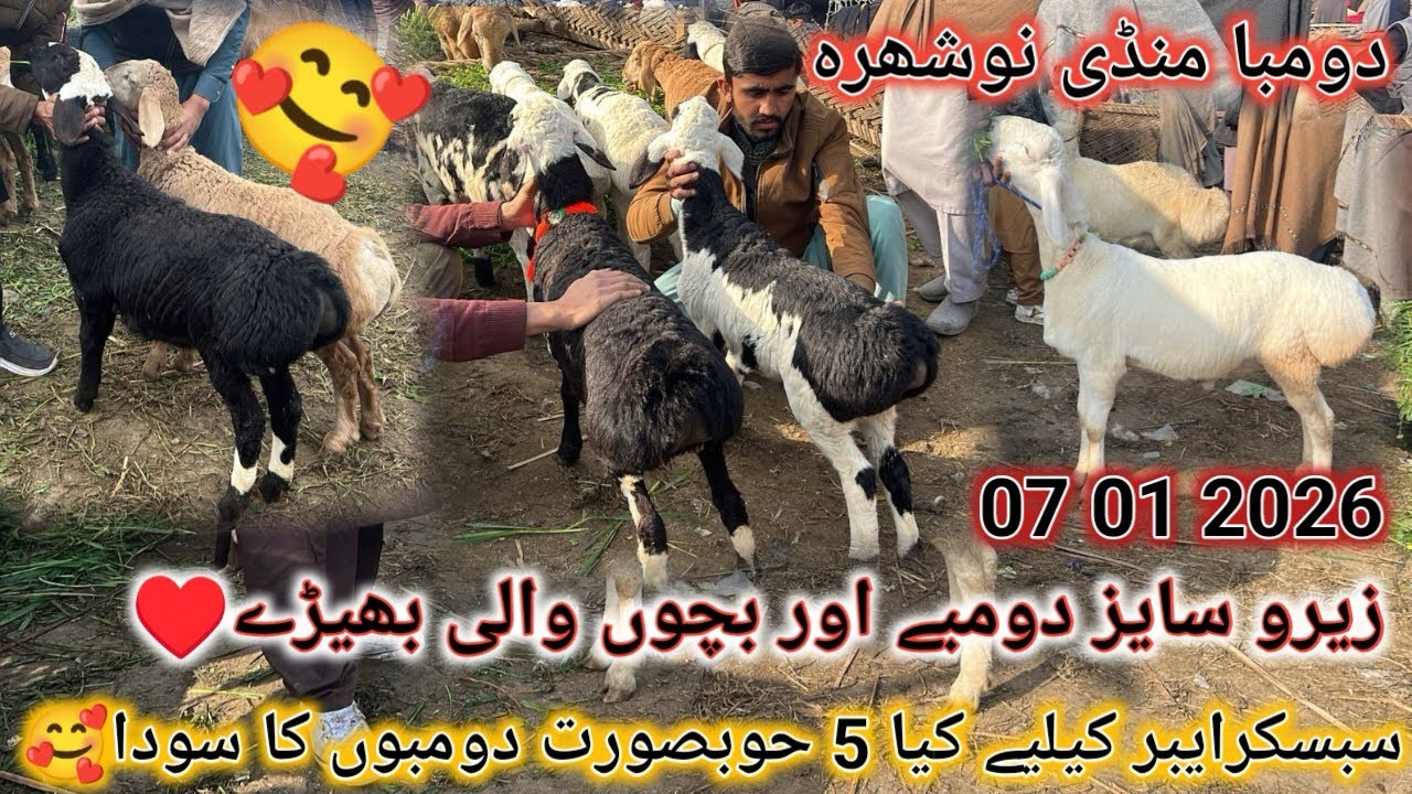 Subscriber K Liya Kiya 5 Hubsurat Dumbo Ka Soda😍 Nowshera Peshawar Dumba Market Latest Update 
