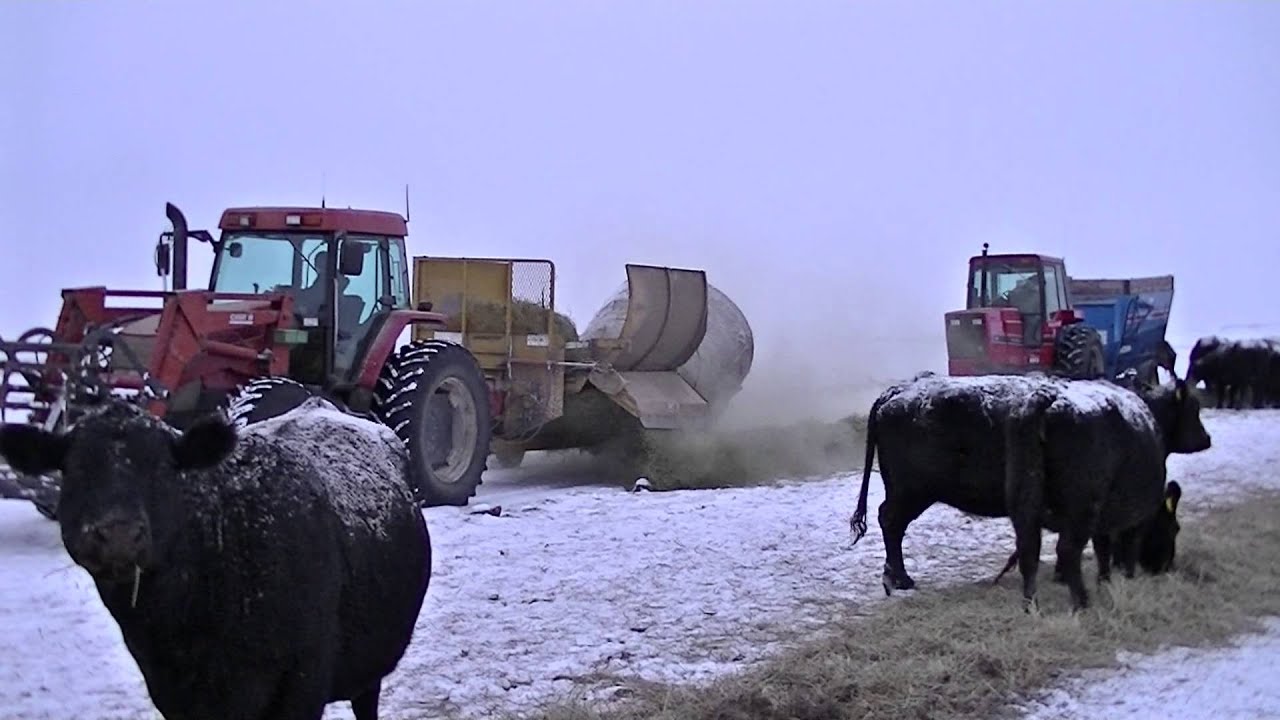 feeding cattle IH5088